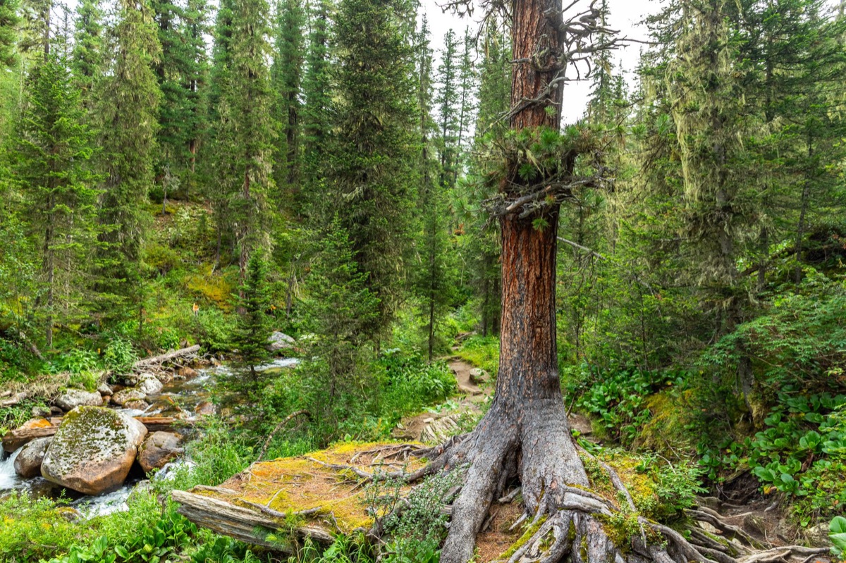 russische gasleitung in taiga